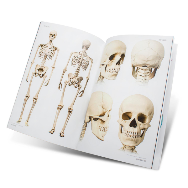 Skull & Bones - Templates for Artists