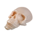 Reelskin Synthetic Tattooable Skull