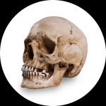 Referanse hodeskaller av Skull Shoppe